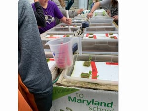 hydroponics