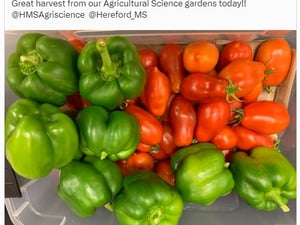 veggies